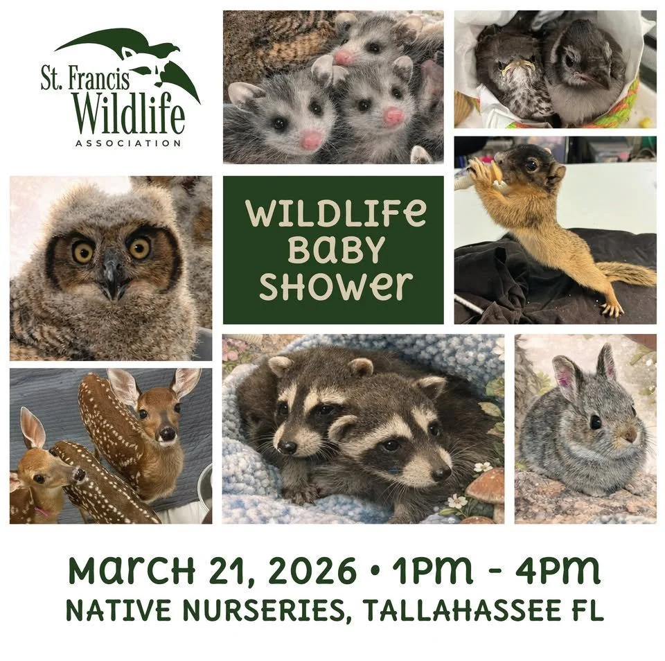 St. Francis Wildlife Baby Shower