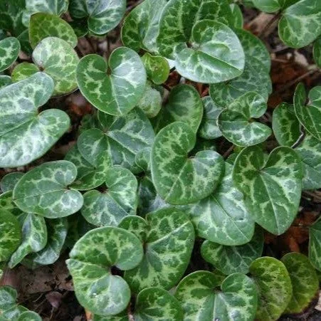 A wonderful option for the shaded garden, little brown jugs, also known as wild ginger (Hexastylis sp.) is a native evergreen groundcover with broad, often heart-shaped leaves. Its unusual brown, jug-shaped flowers grow close to the ground and are ea