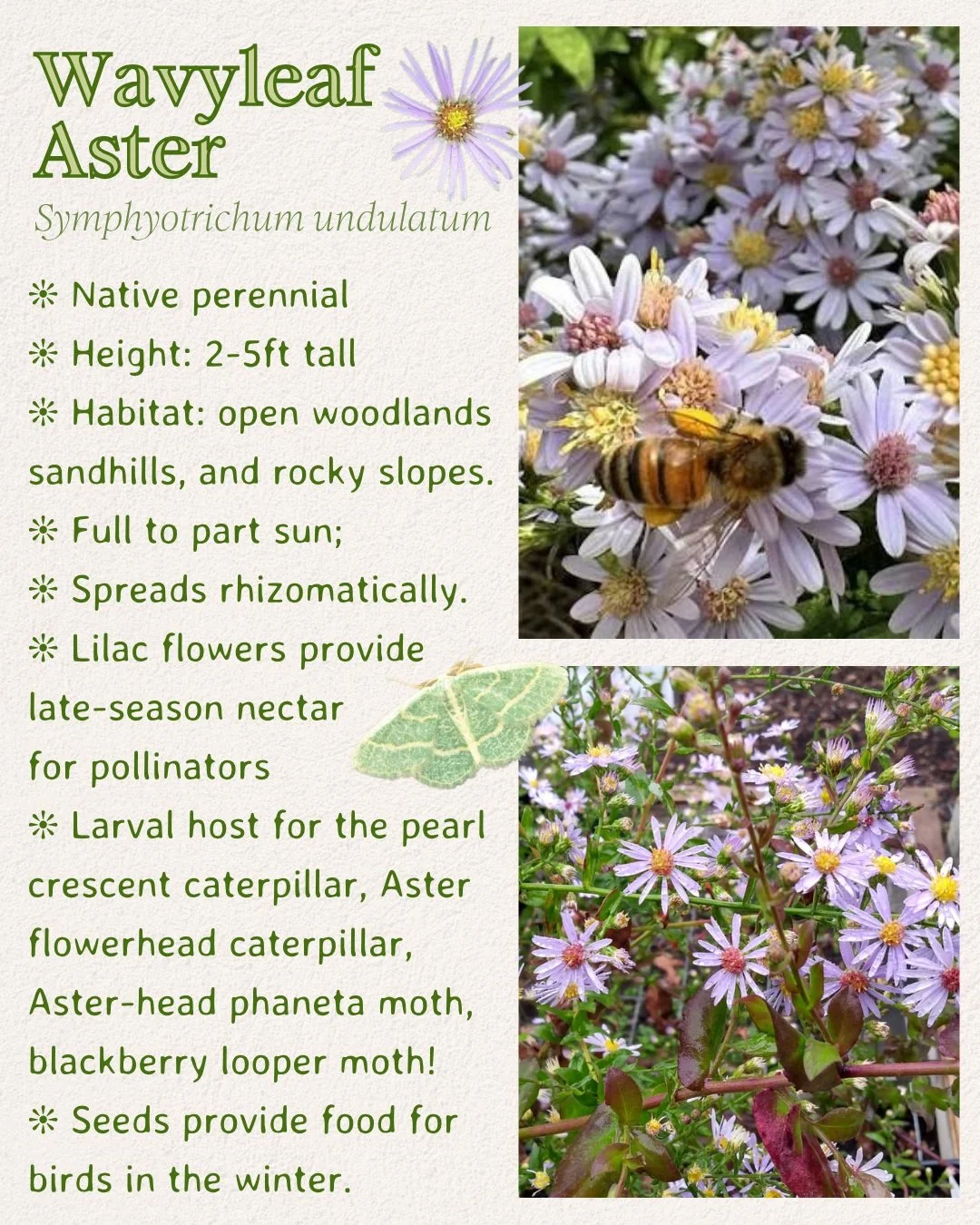 Tis the season for asters &amp; goldenrod!

Fall is when the native garden comes alive with asters and goldenrod&mdash;a spectacular late-season feast for bees, butterflies, and other pollinators.

Native asters light up the autumn garden with clouds