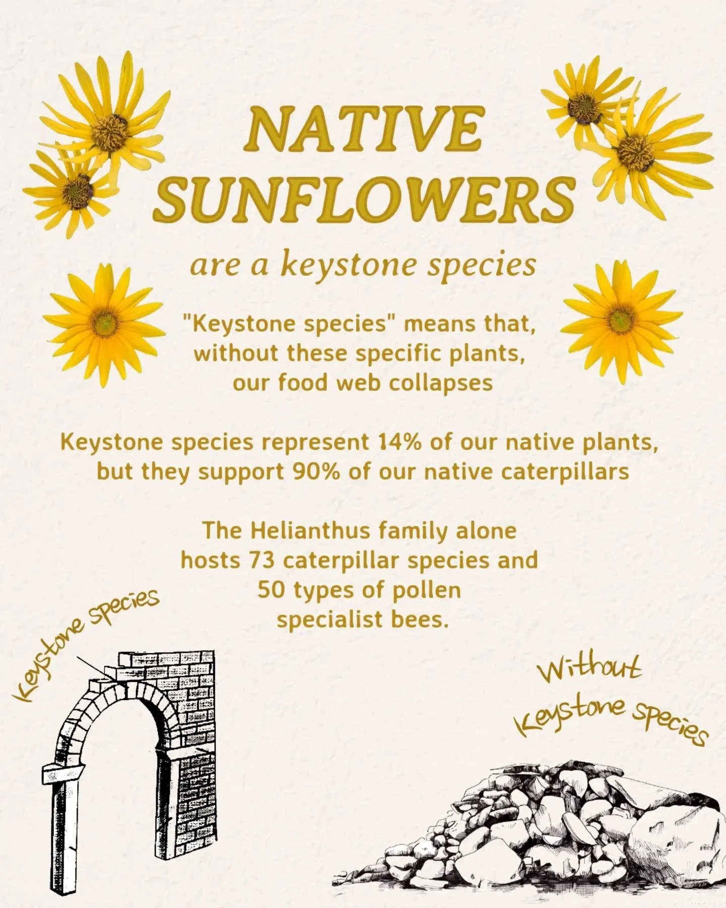 Native sunflowers are highly important for a native ecosystem. Read more about it through the link in our bio!

In stock now!