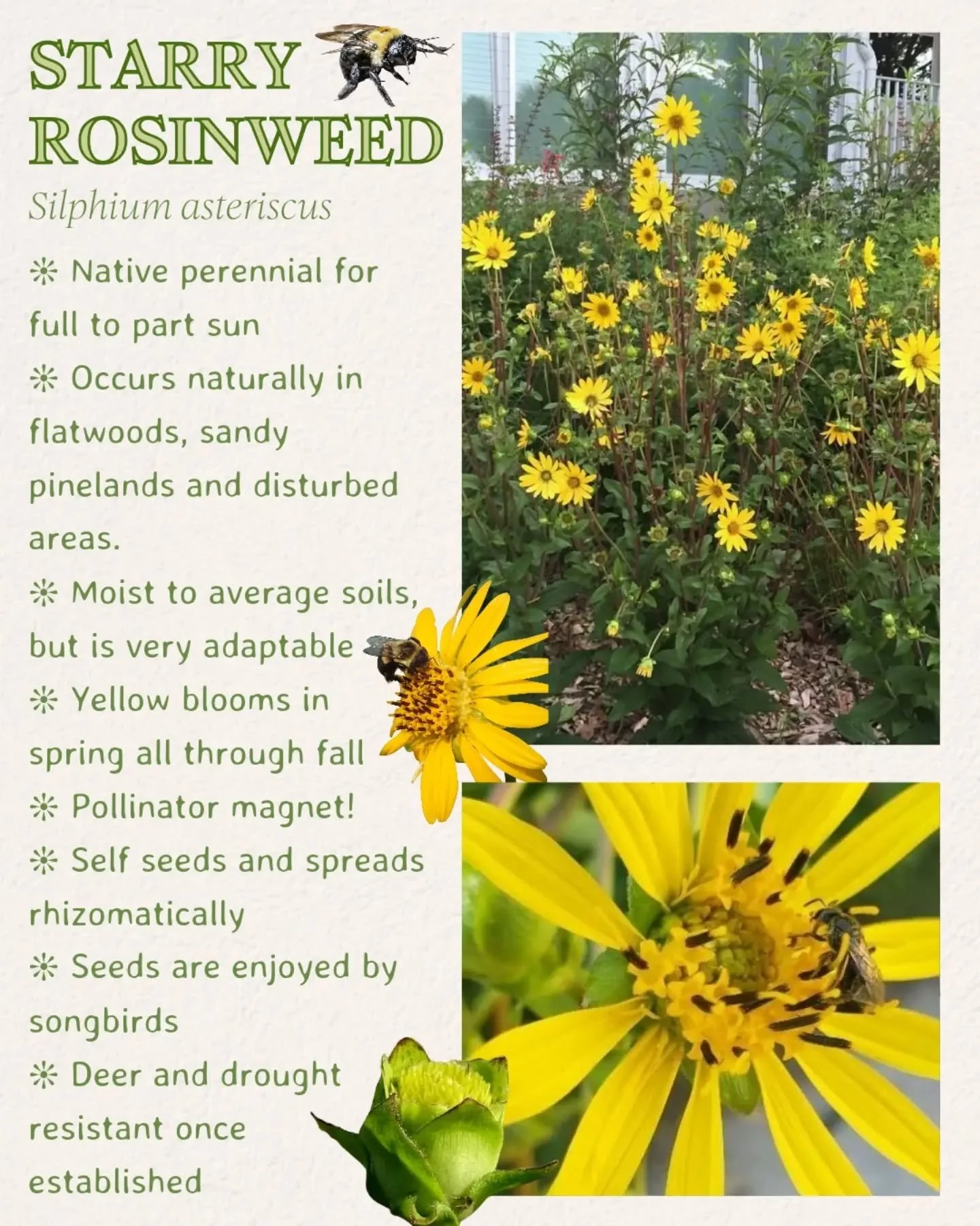 Looking for a native perennial that loves sun? Starry rosinweed is a wonderful North Florida native with bright yellow, daisy-like flowers that bring cheerful color to sunny gardens. Its blooms attract a variety of pollinators, while its sturdy, upri