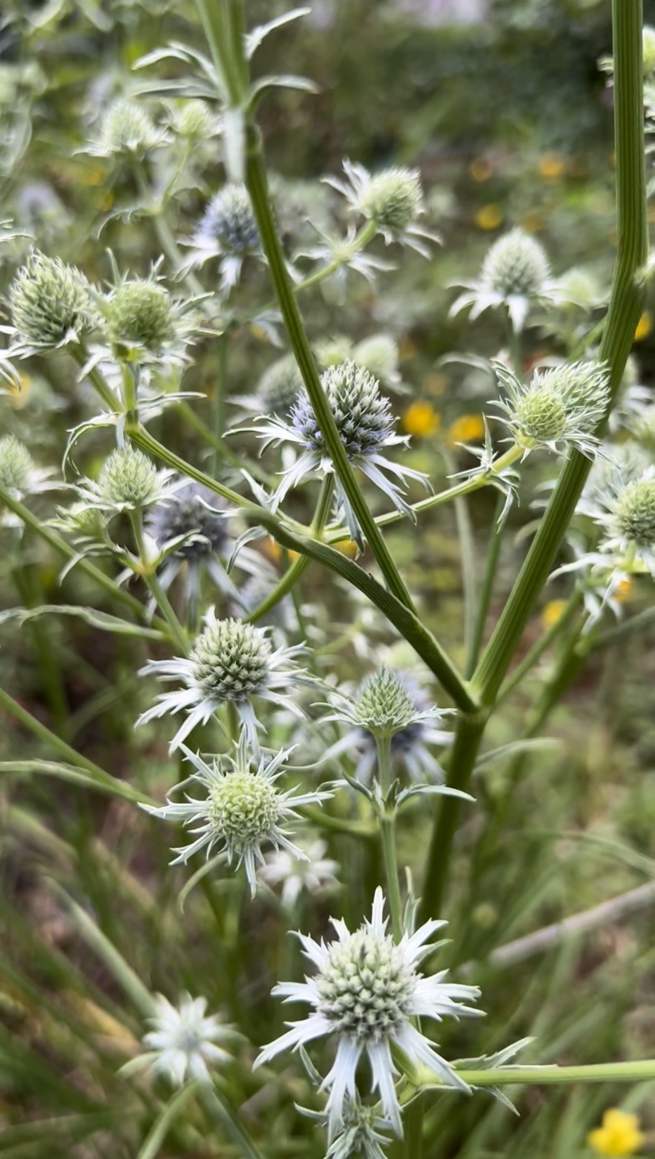 button snakeroot (Eryngium yuccifolium)