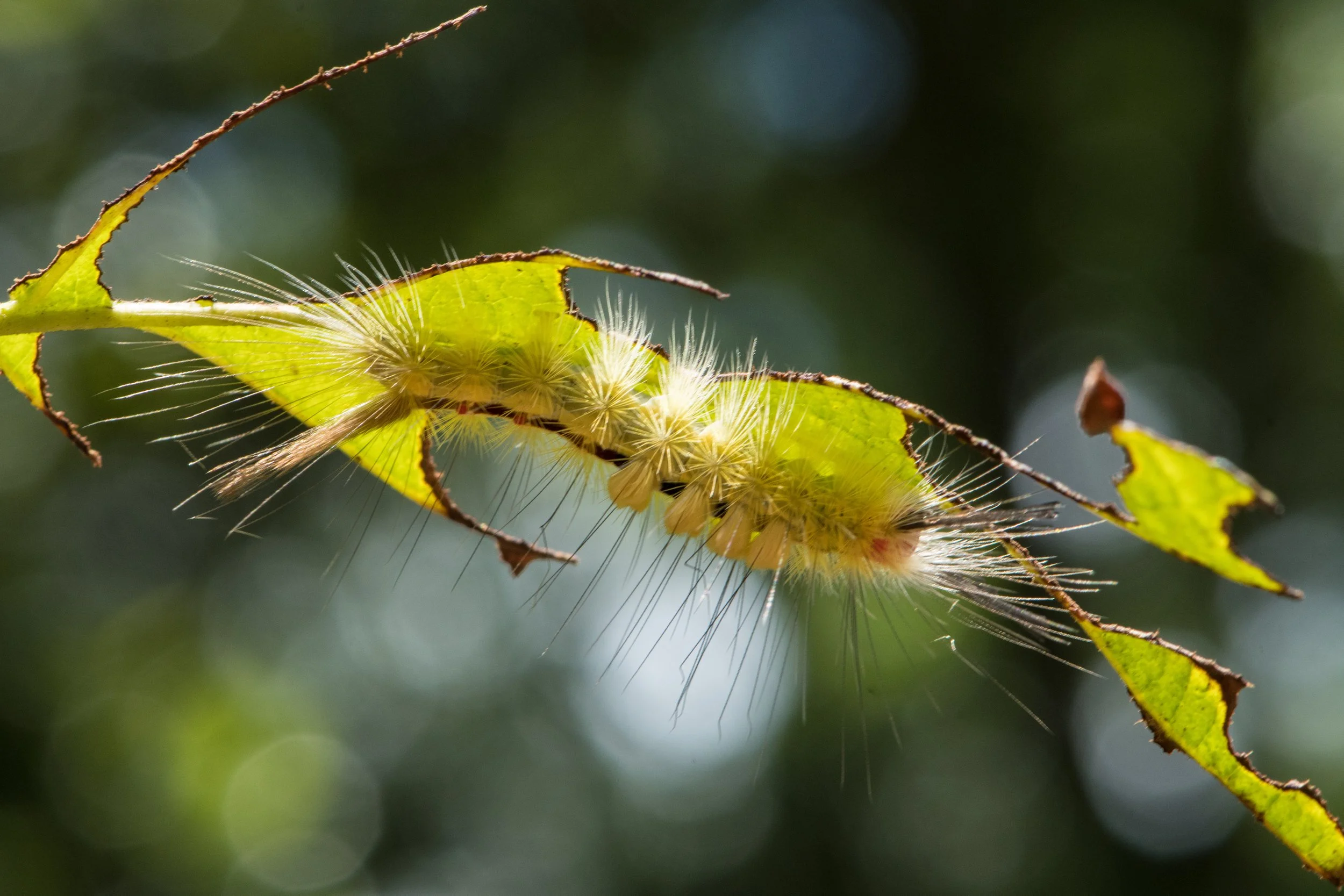 tussock_moth_BE.jpg