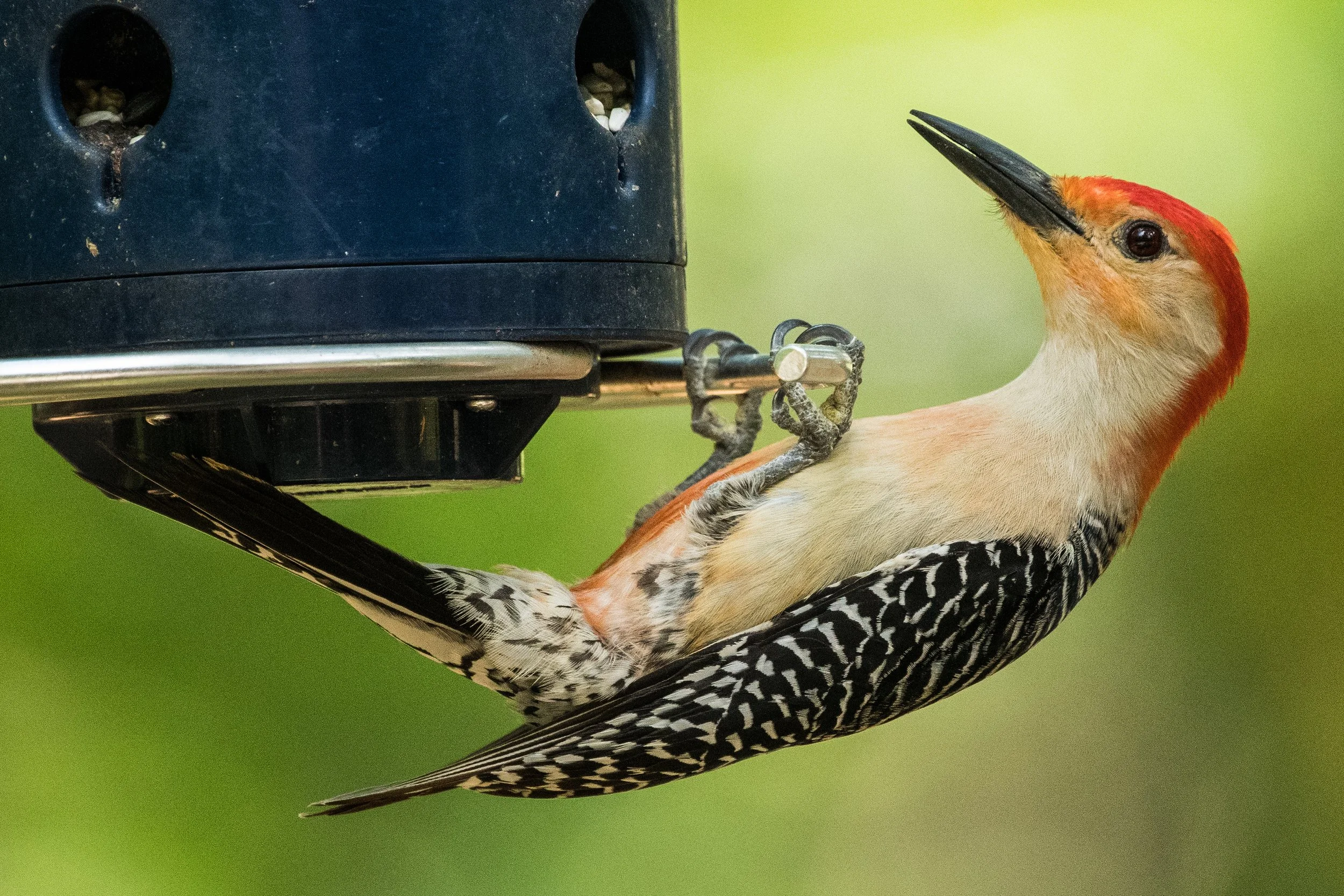 red bellied woodpecker bill everitt.jpg