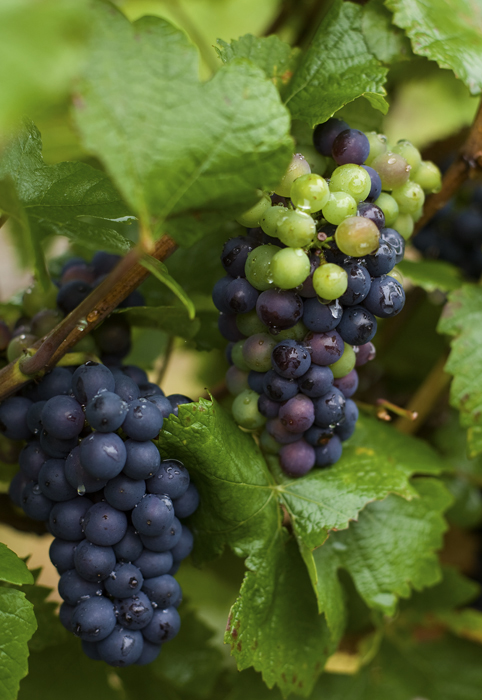 Green and Purple Wine Grapes
