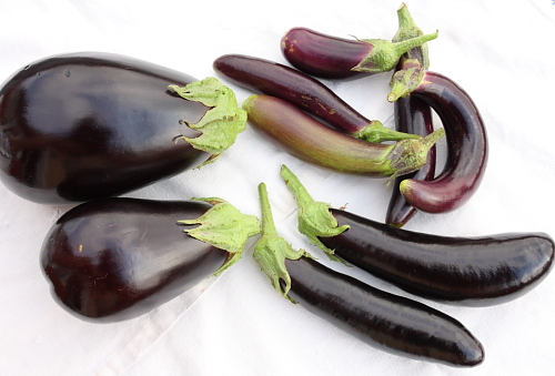 Vegetable Seeds Aubergine Globe Heirloom Eggplant