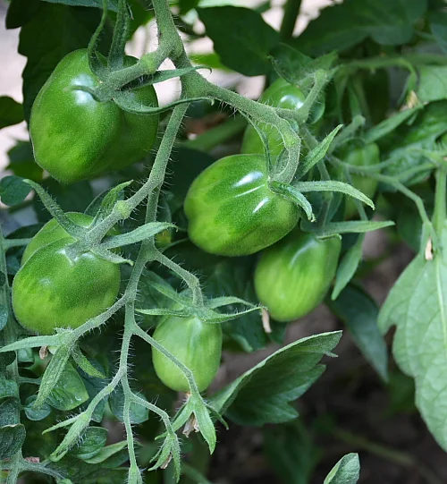 My vegetable garden in July