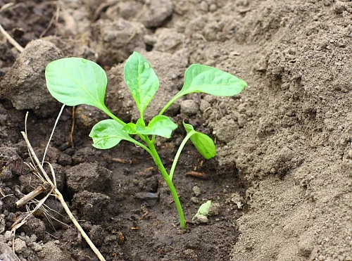 My vegetable garden in May