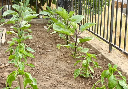 My vegetable garden in June