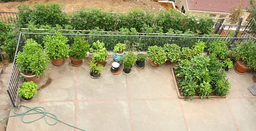 My vegetable garden at the end of August