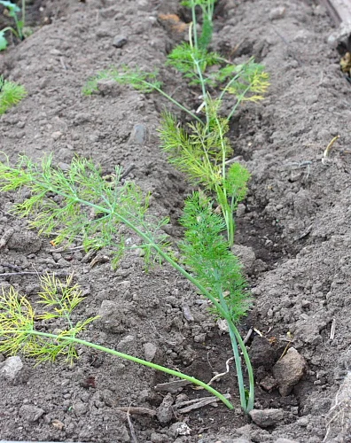 My garden in November