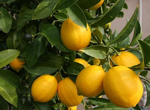 A peek at my garden in January