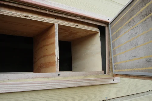 Chickens in my backyard