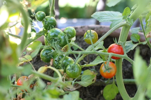 Today's pick from my "orto" (vegetable garden)