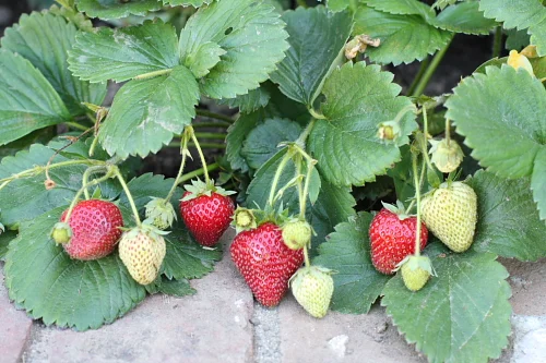 Tour of my vegetable garden in June