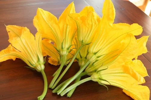 Daily pick pf Zucchini blossoms July 2010.JPG