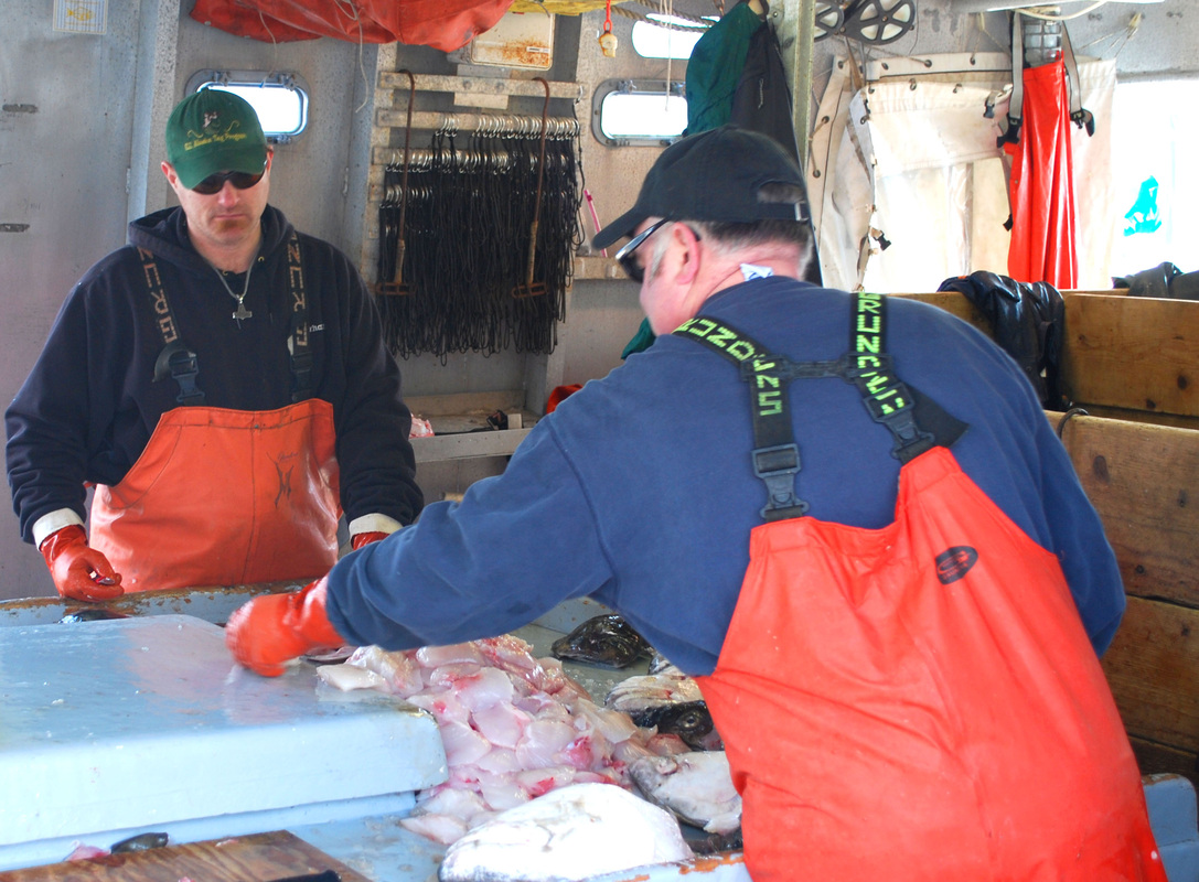 Cutting halibut cheeks ej.jpg