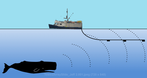 Report: Locating Sperm Whales Using a Towed Array Hydrophone 