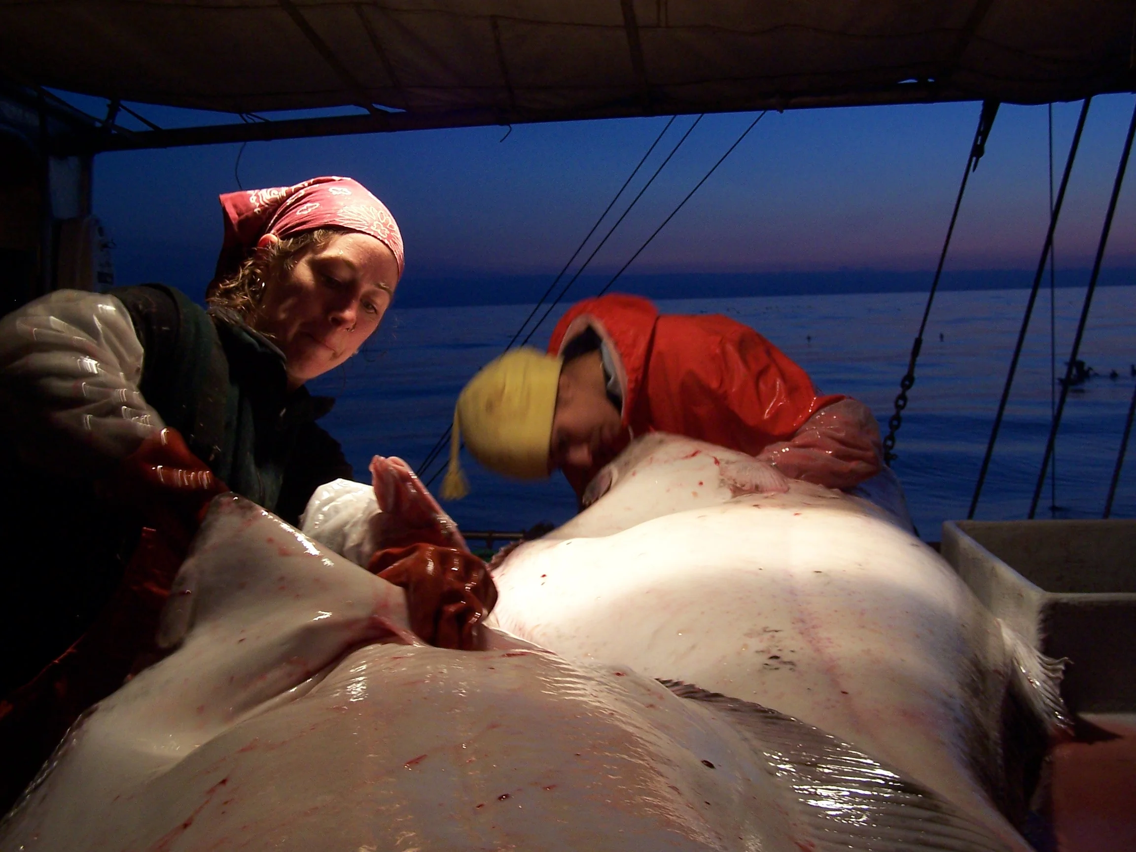 IPHC requests assistance marking sex of halibut 