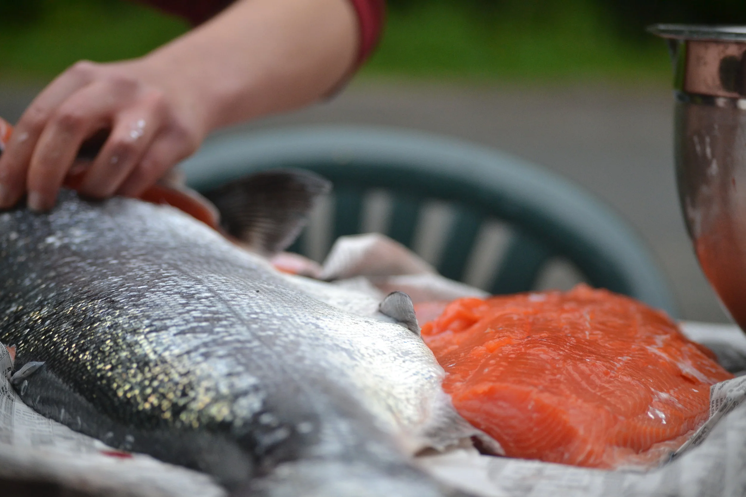 Murkowski Introduces GE Salmon Labeling Bill