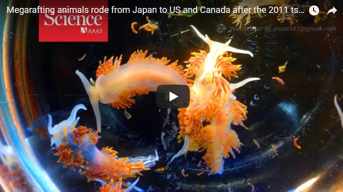 Japanese Marine Debris- paper published 