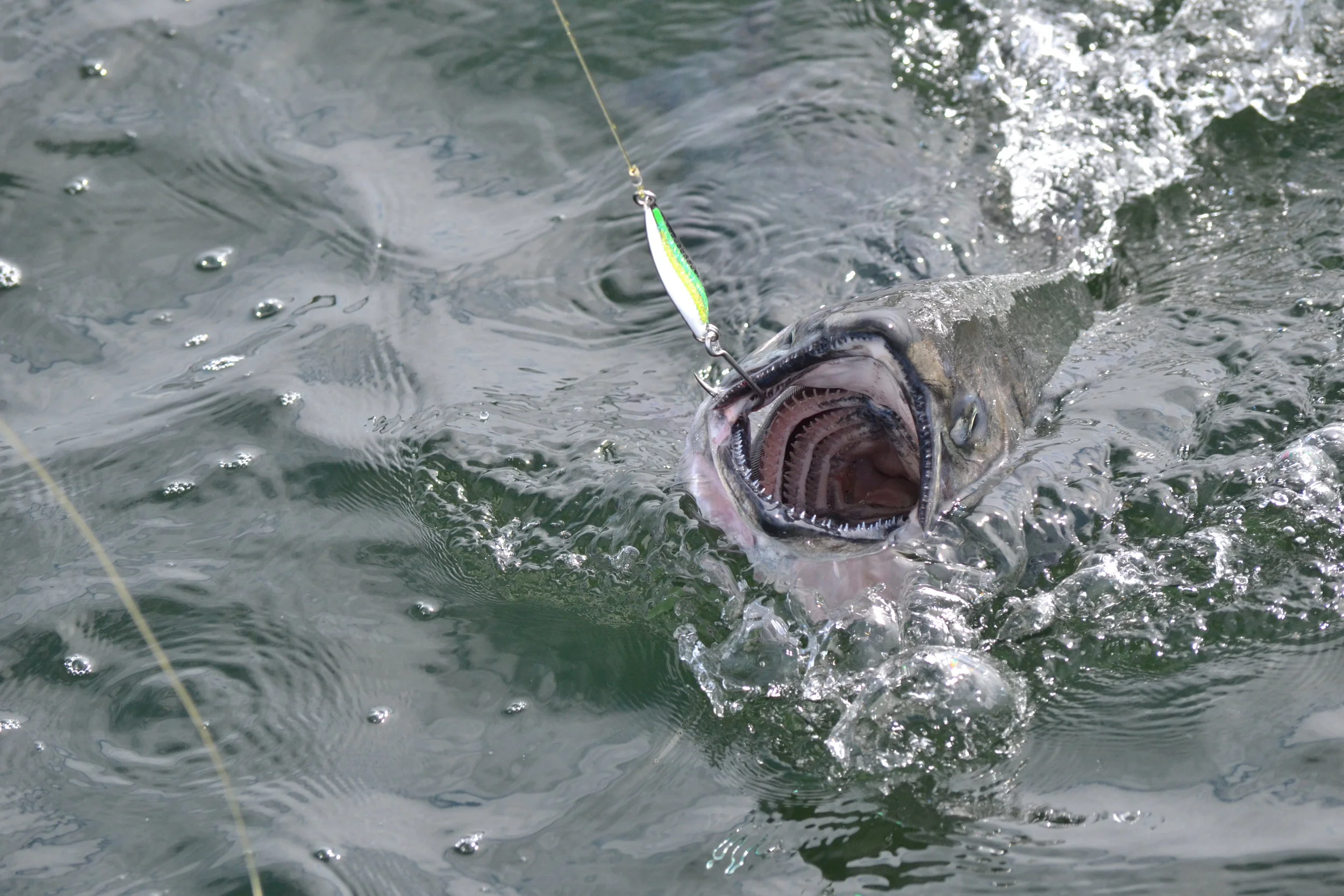 Governor Bill Walker Creates the Fisheries Advisory Task Force