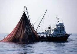 What Netflix’s Seaspiracy gets wrong about fishing, explained by a marine biologist