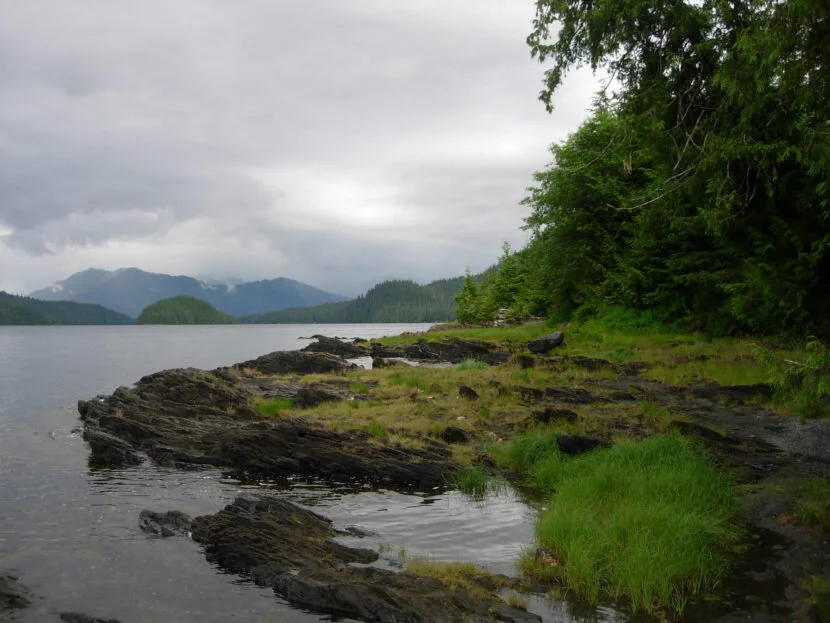 Tongass holds more than 40% of all carbon stored by national forests