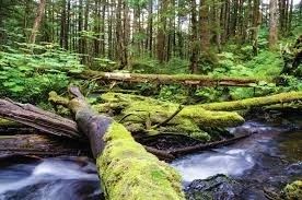 Tongass Roadless Rule Comment Period Now OPEN - Submit Your Comments!