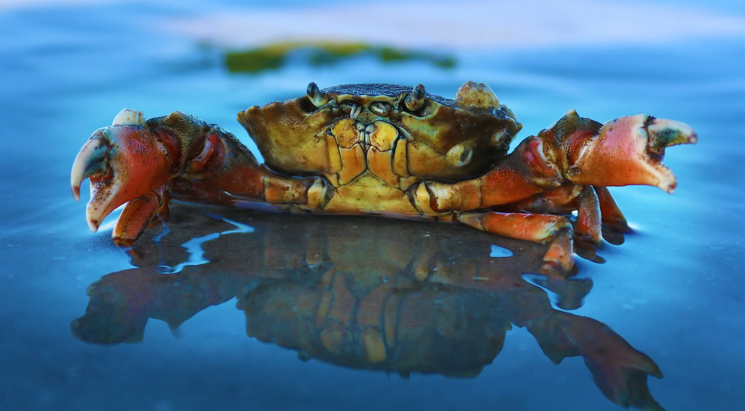 Warming waters, not bycatch, are driving Bering Sea salmon and crab crashes. But Alaska’s fishing industry is barely talking about it.