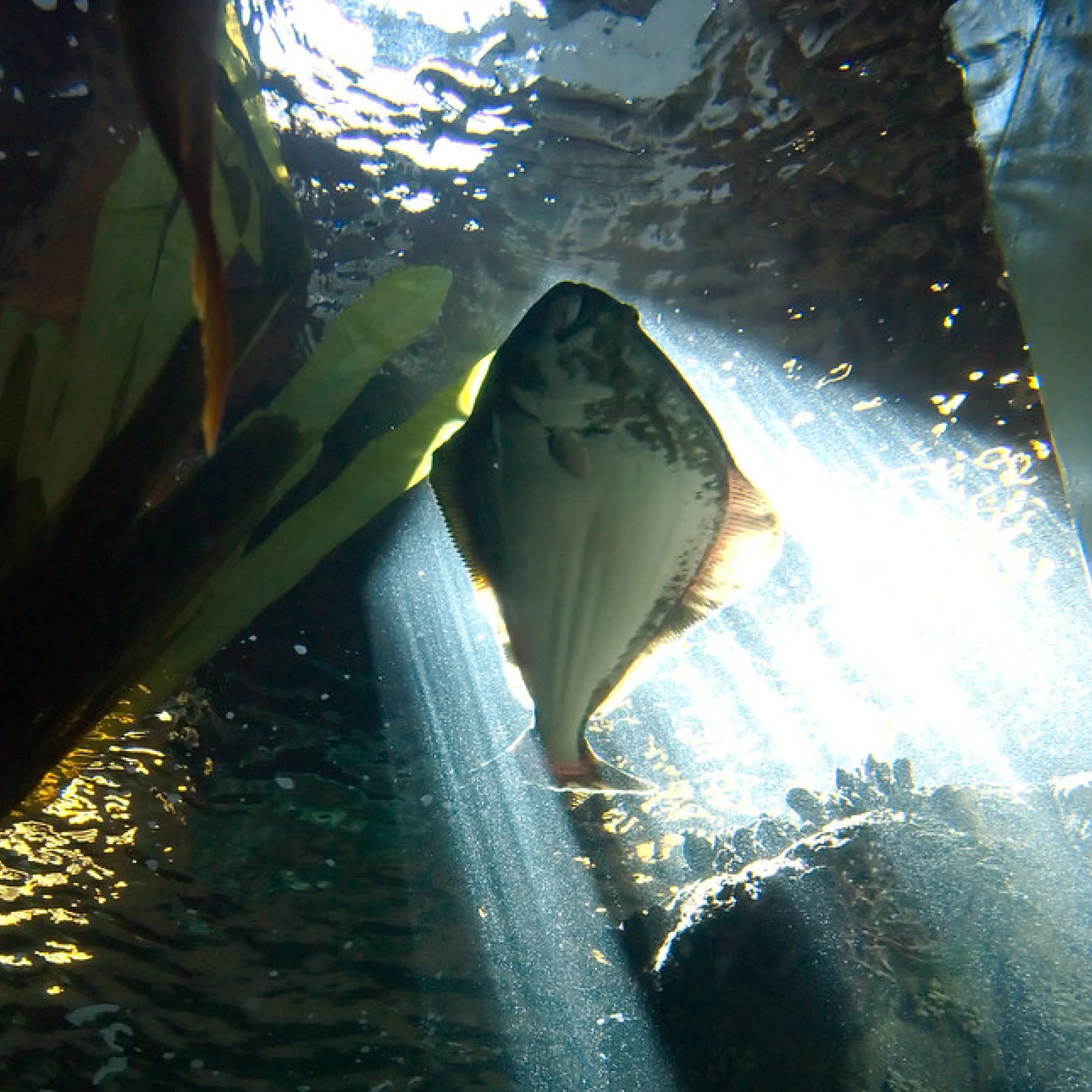    Trawlers sue over halibut bycatch limit      Donate here to help defend halibut stocks from trawl bycatch    (include “halibut lawsuit” in the memo )  