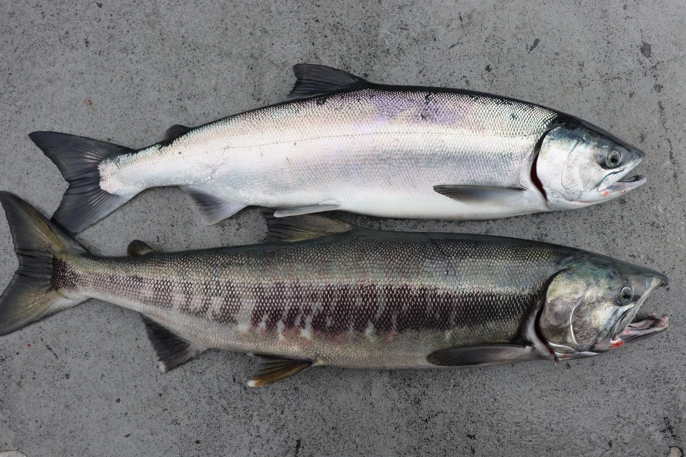 Charter fishermen blamed for closure of Alaska’s summer king salmon troll season