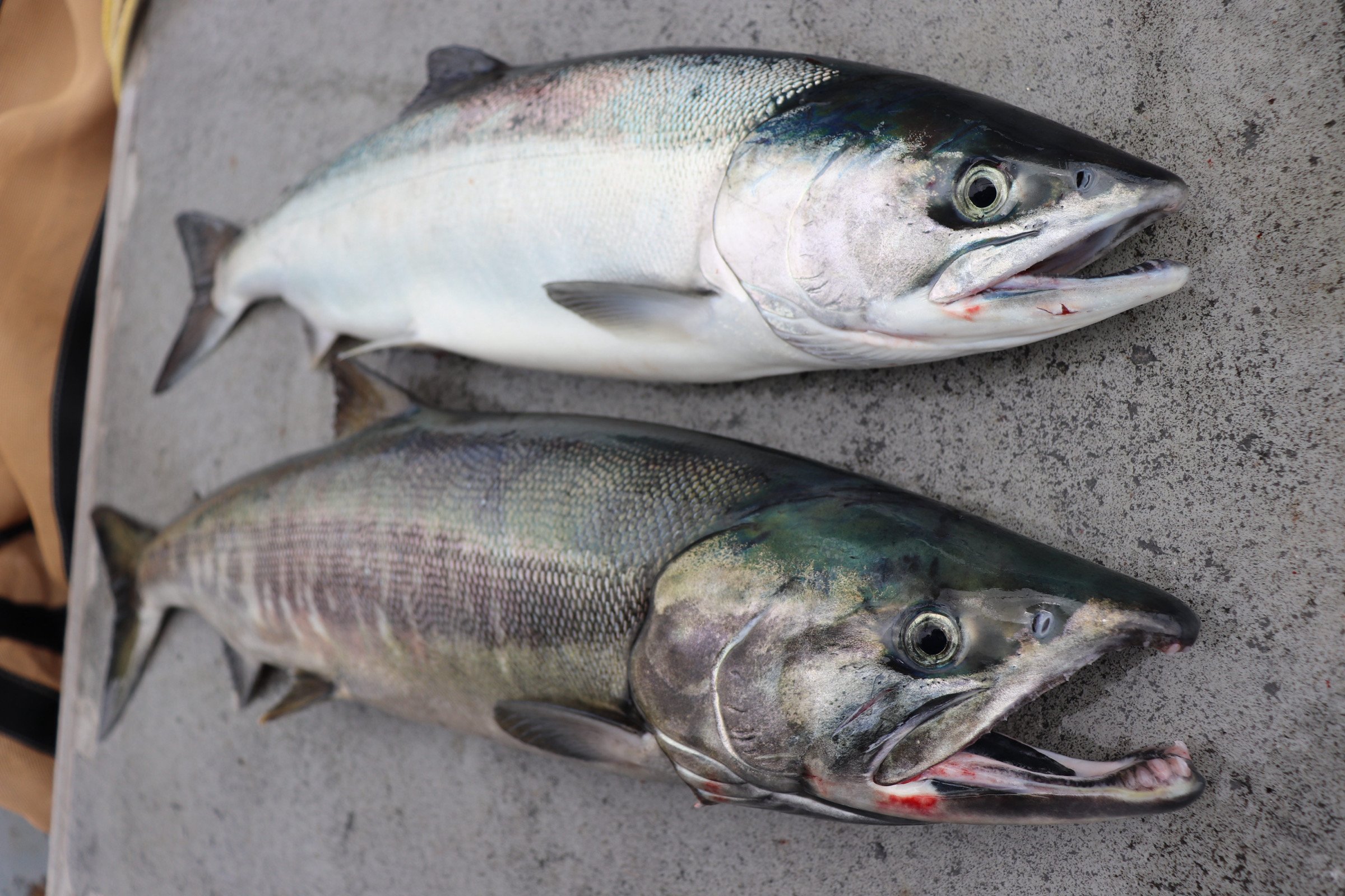 The Best Fish Is Also the Most Local. Why Is It So Hard to Find?