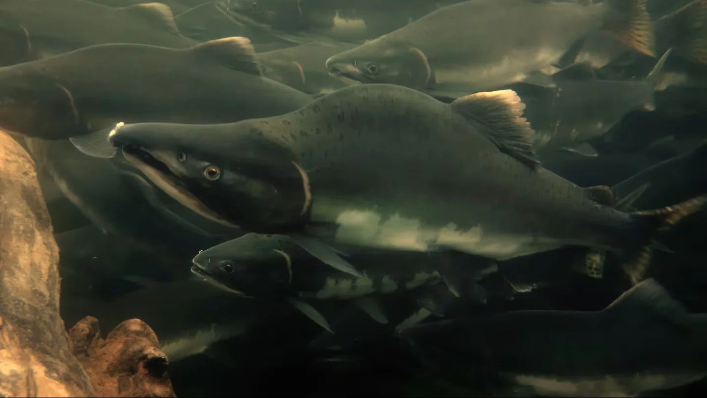 Opinion: Don’t trade salmon wealth for timber pennies