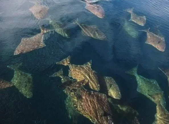    Halibut Catch Limits &amp; Dates Announced    Season Dates: March 26th - December 7th  Find 2026 TCEY tables and IPHC decisions here  