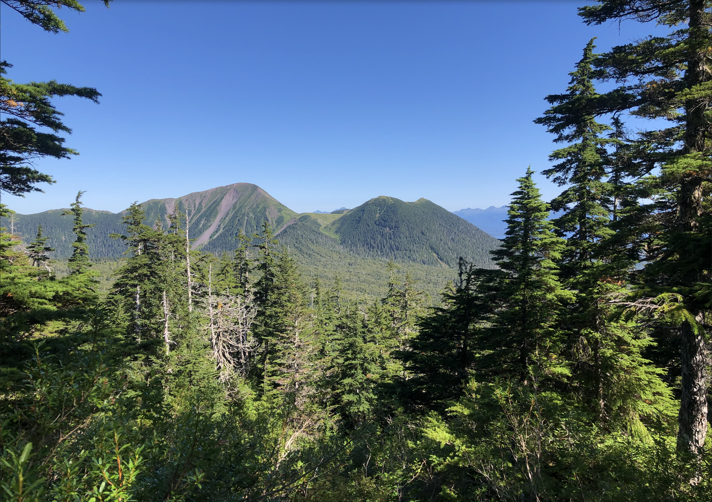    Fisheries Require Healthy Forests    This year, the US Forest Service moves forward with its Tongass Forest Plan Revision  Add your name to ALFA’s sign-on letter by March 1st to urge the Forest Service to Support Healthy Forests    Sign on here   