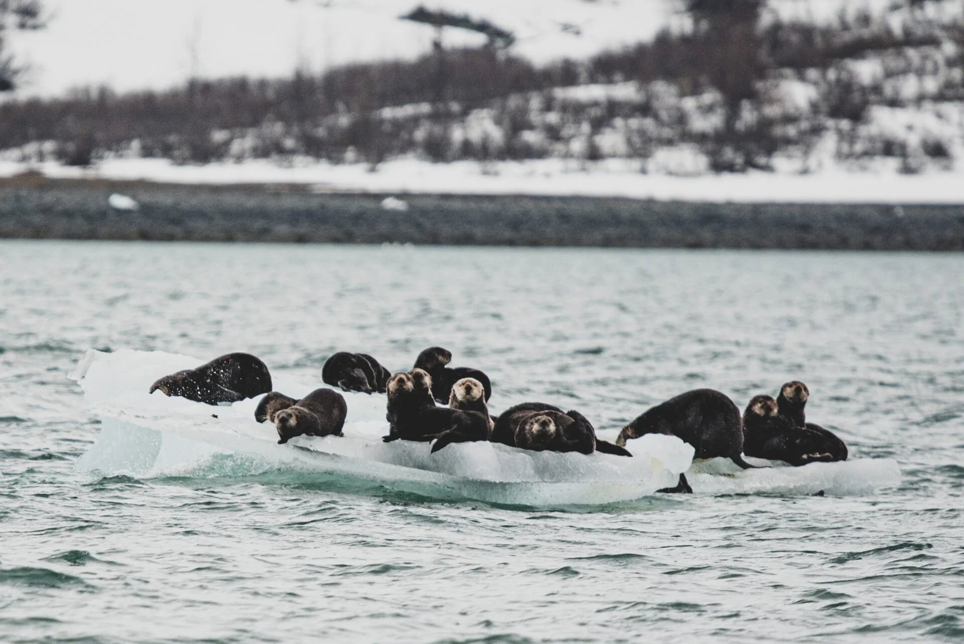 'A load of pollocks': NGOs question pollock industry reports