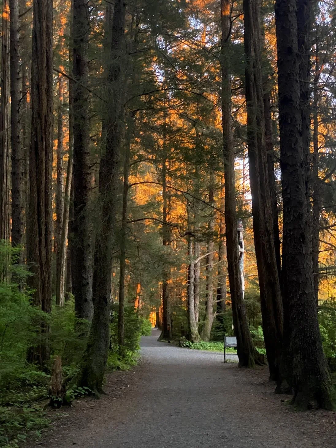   Call for thoughtful, community‑driven planning in the Tongass     SIGN ON to a letter asking Alaska's Congressional Delegation to help slow down the Tongass Plan Revision process.     Sign on HERE&nbsp;   
