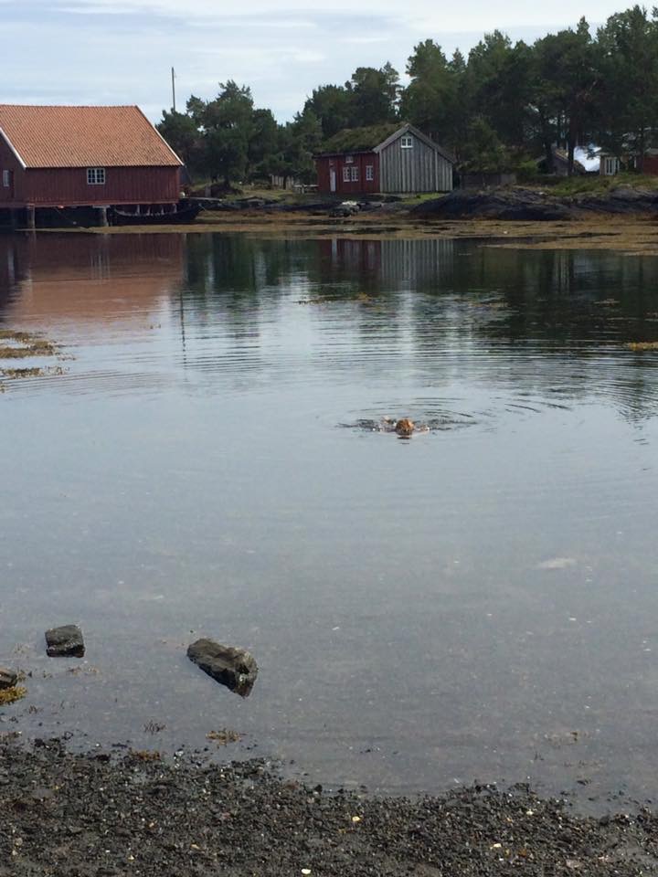 Foto: Annlaug Årflot