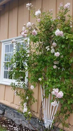 Foto: Eva M. Høyer Sekse