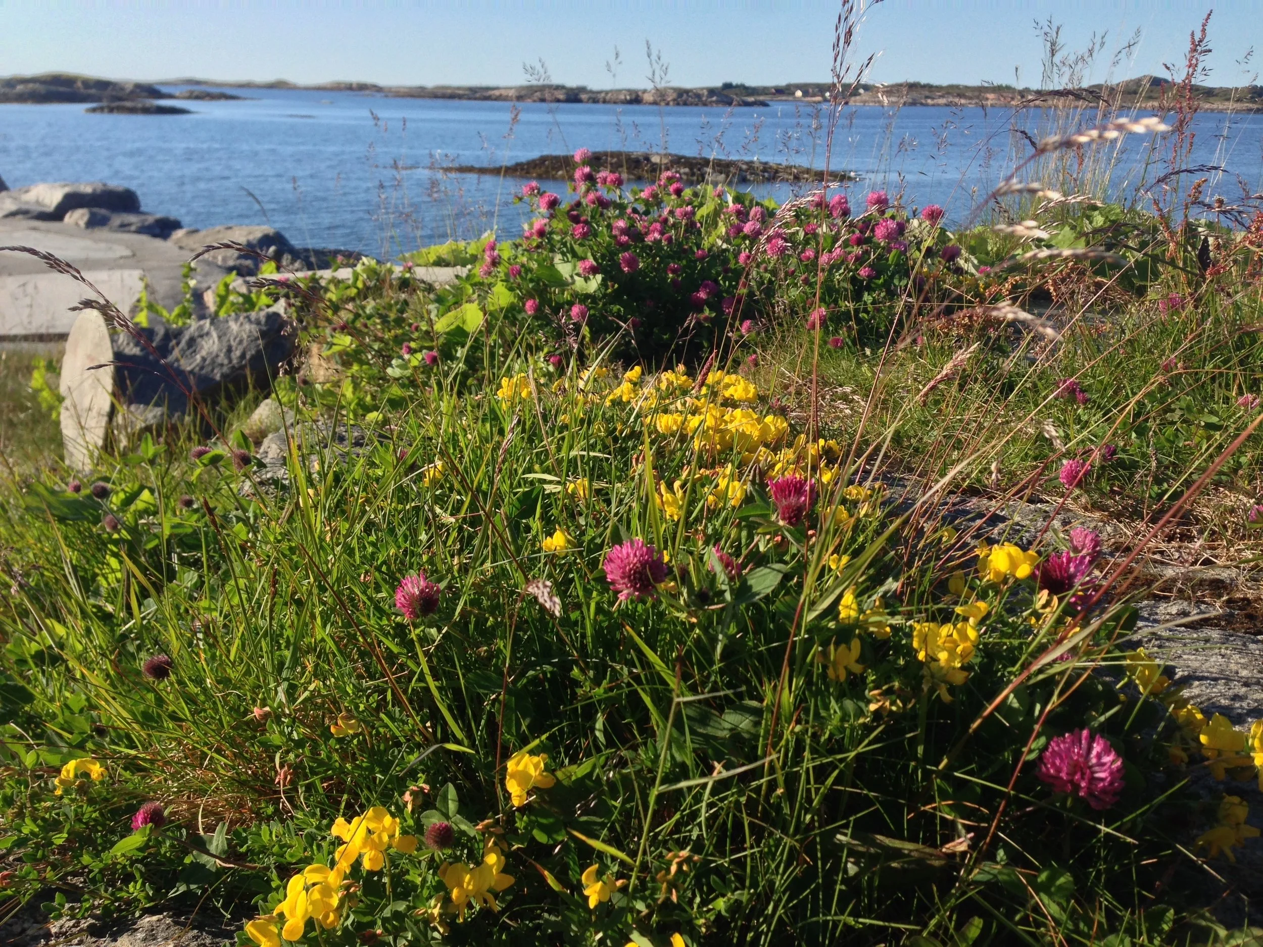  Fargerik flora og fauna 