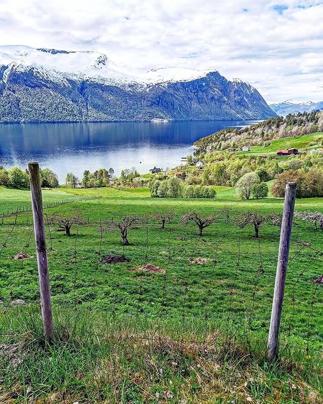 Another bright day by the Norwegian fjords. Walking forward. #thetravelinspector #travellersagainstracism #ilovethesea #ilovethemountain #colorlife #thegoldenroute #toppenavnorge