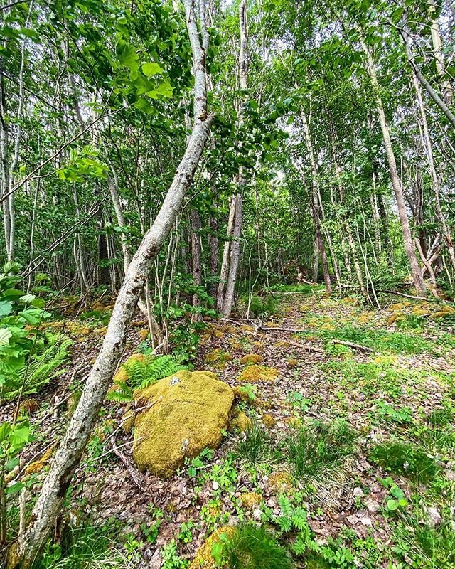 Green forest. Green planet. Can it be better? #thetravelinspector #toppenavnorge #travelersagainstracism #Greenforest #greenplanet #norwegianwood #shotiniphone