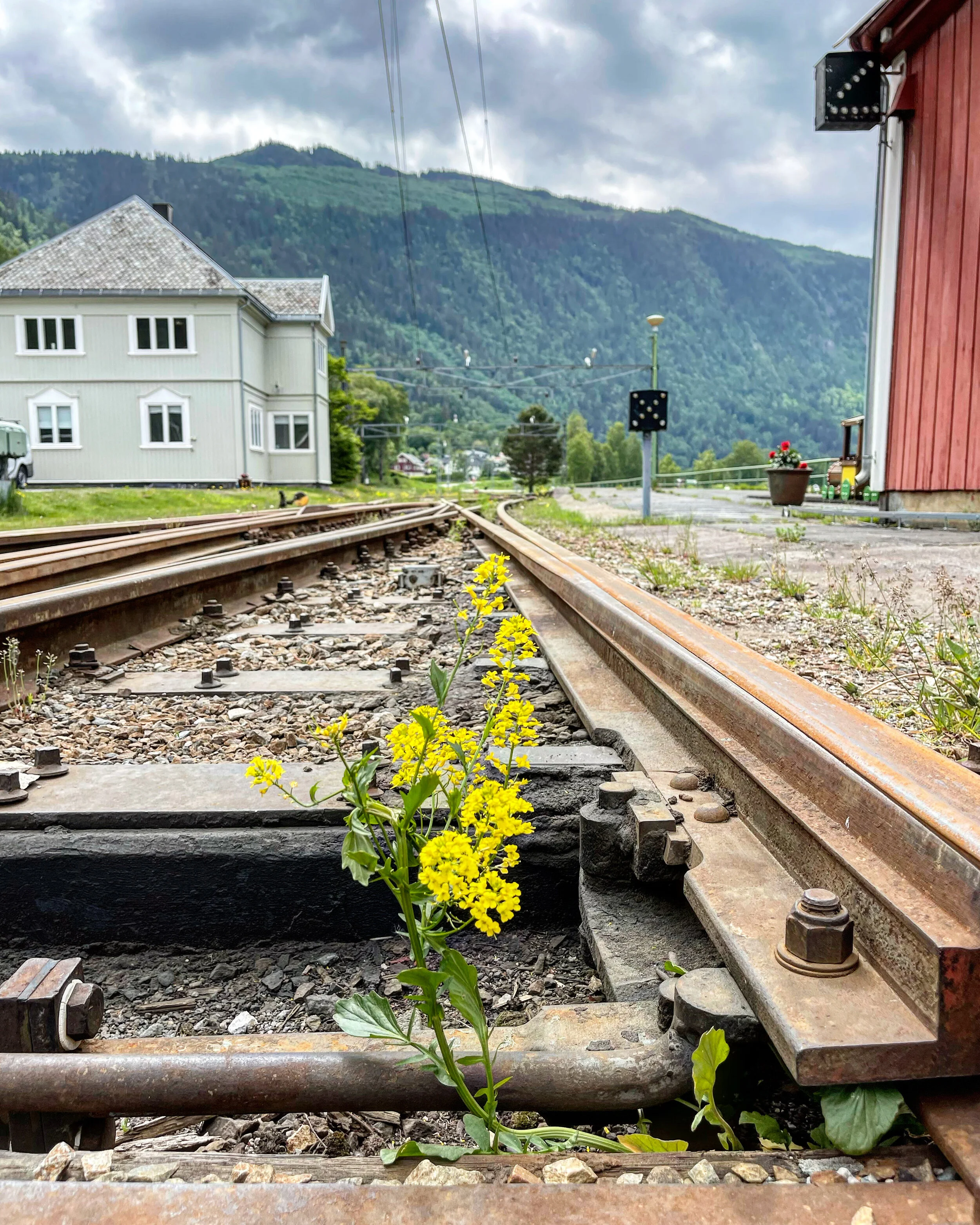 Naturen tar tilbake.                                                                                          Alle foto: Odd Roar Lange