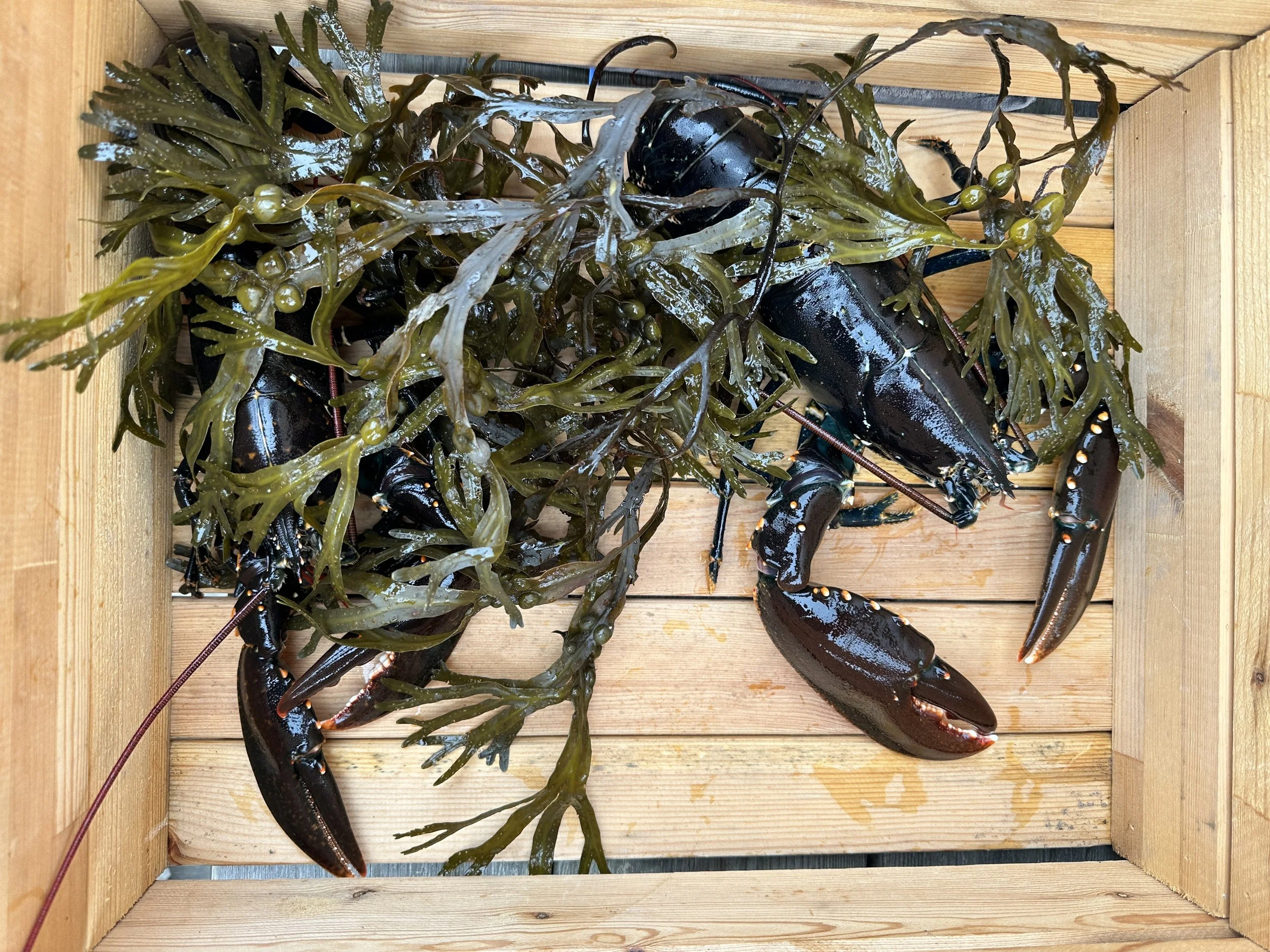 Helgestart: Den usynlige hummerkatastrofen 