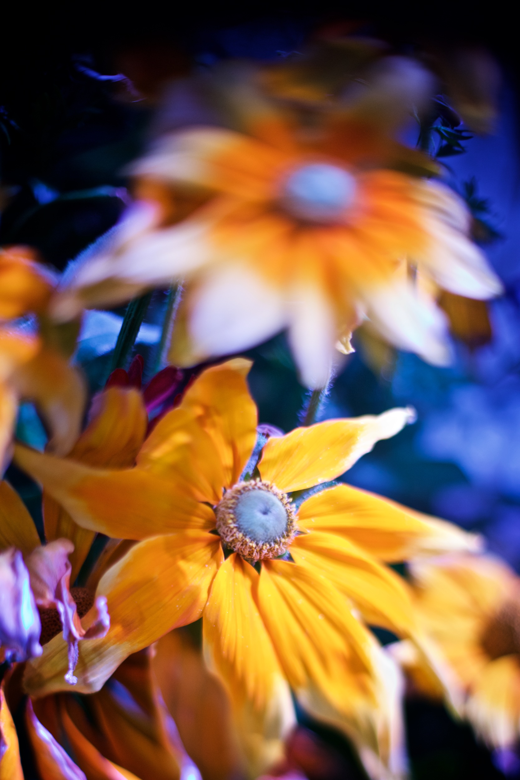 Chris & Holly Hatley 5 587.jpg