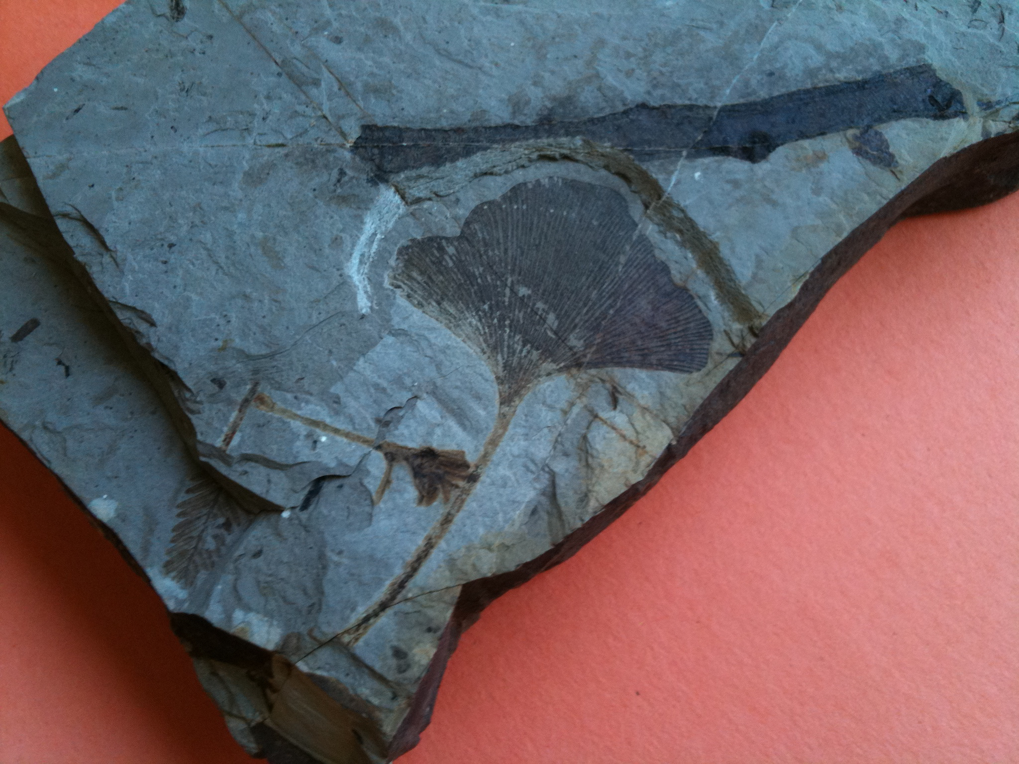 ginkgo fossil.jpg