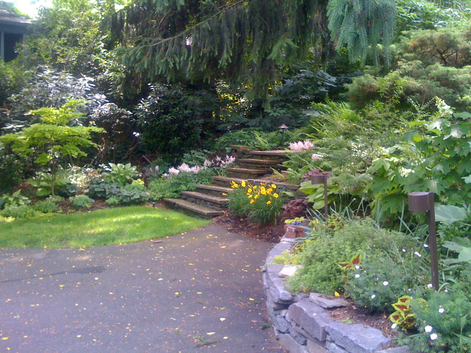 G BILOBA WEBSITE 1-09 (238.2)STEPS_1.JPG