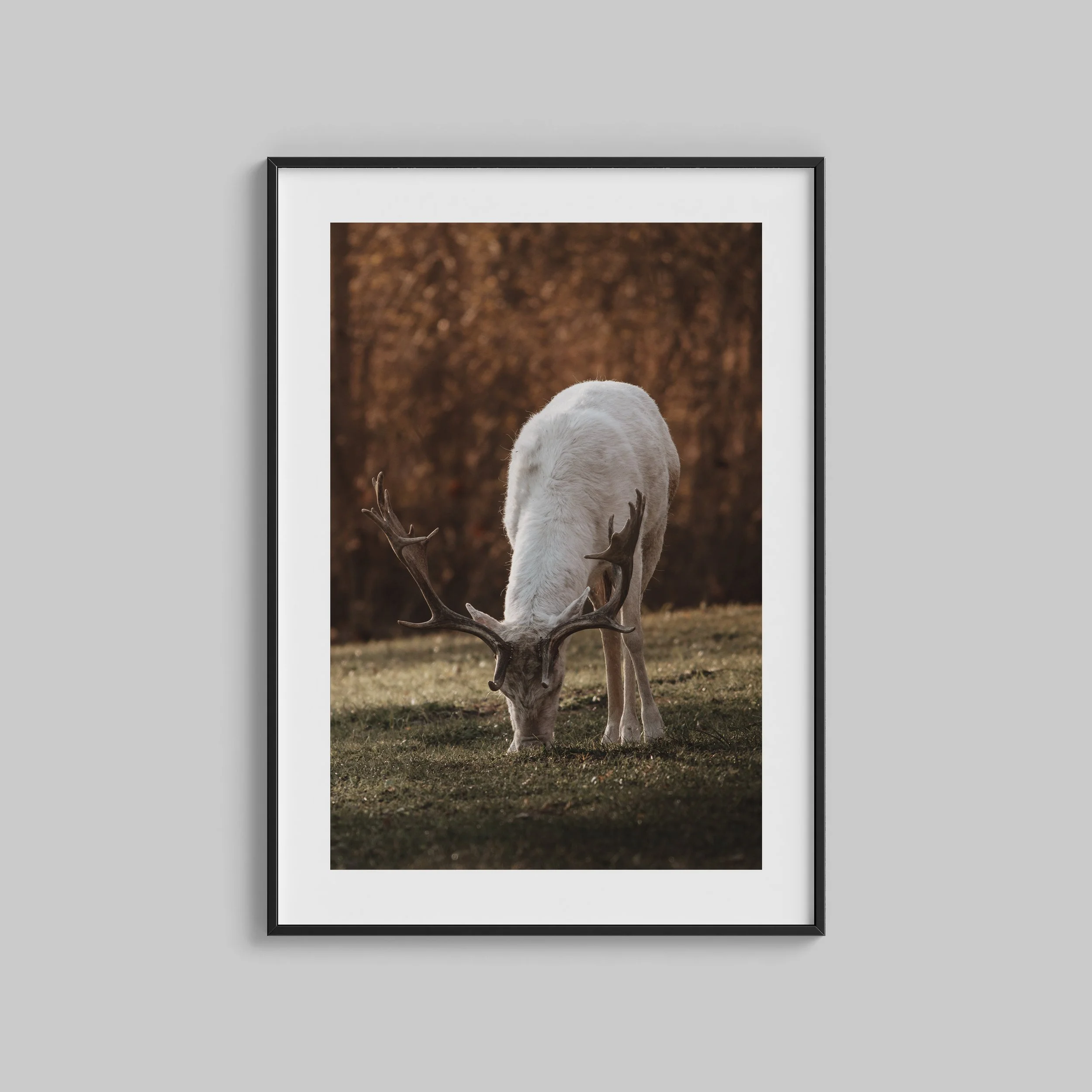 FIne Art Print Dovhjort Albino Bjärka Säby linköping_3.jpg