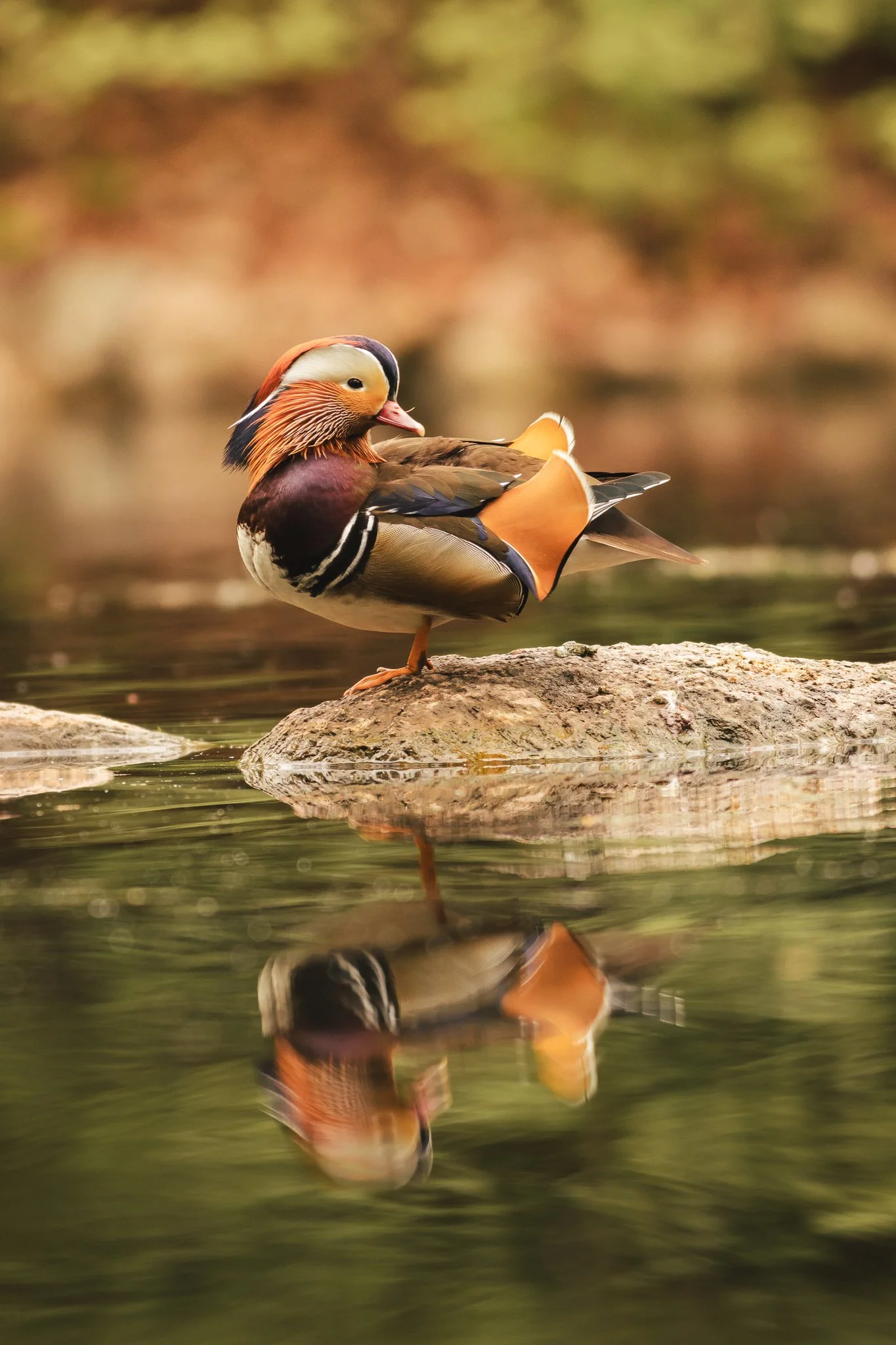 Mandarinand Linköping